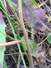 Heuchera grossulariifolia
