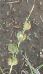 Dipcadi ciliare