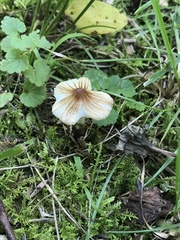 Pseudosperma friabile