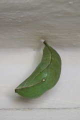 Opsiphanes invirae