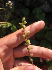 Heuchera grossulariifolia
