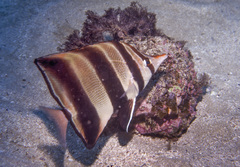 Chelmonops truncatus