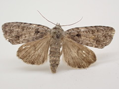 Acronicta ovata