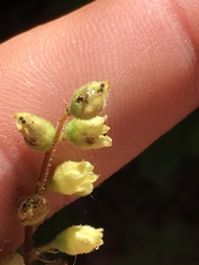 Heuchera grossulariifolia