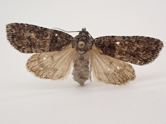 Acronicta tristis