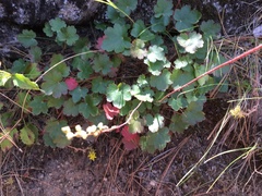 Heuchera grossulariifolia