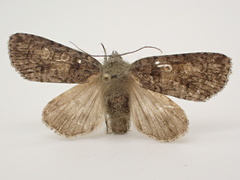 Acronicta tristis