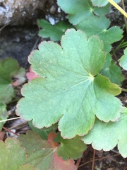 Heuchera grossulariifolia