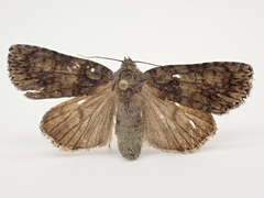 Acronicta tristis