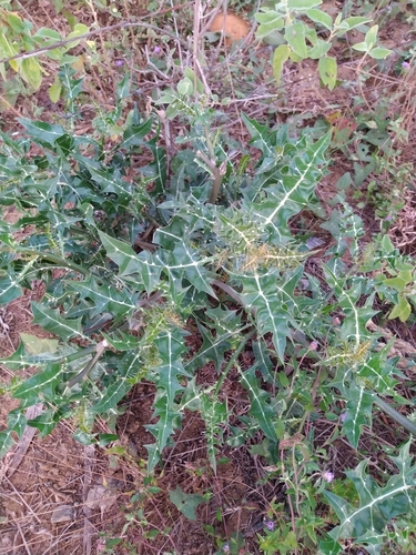 Cnidoscolus quercifolius