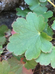 Heuchera grossulariifolia