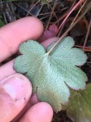 Heuchera grossulariifolia