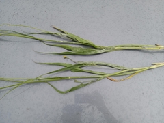 Pseudopodospermum strictum