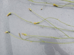 Pseudopodospermum strictum