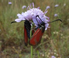 Zygaena erythrus