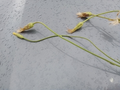 Pseudopodospermum strictum