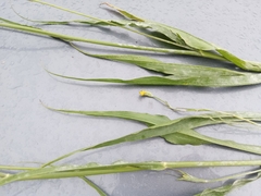 Pseudopodospermum strictum