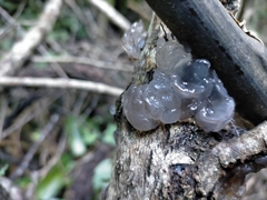 Exidia novozealandica