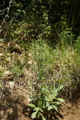 Campanula sibirica taurica