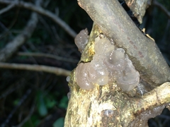 Exidia novozealandica