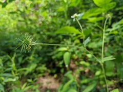 Geum × cortlandicum