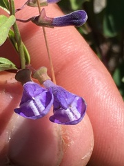 Scutellaria angustifolia