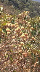 Apeiba tibourbou