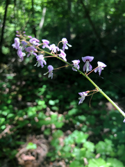 Hylodesmum nudiflorum