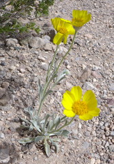 Tetraneuris argentea