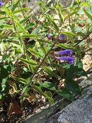 Scutellaria angustifolia