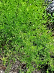 Asparagus tenuifolius