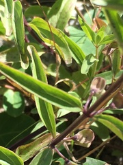 Scutellaria angustifolia