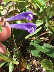 Scutellaria angustifolia