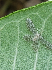 Nallachius americanus