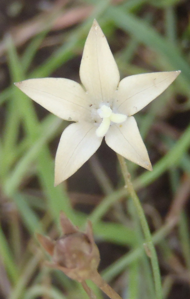 African Blue Bell