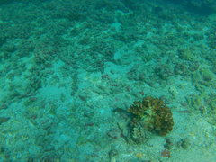 Canthigaster punctatissima