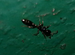 Tetraponera