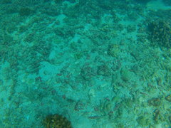 Canthigaster punctatissima