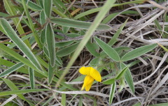 Argyrolobium pauciflorum