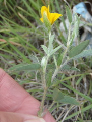 Argyrolobium pauciflorum