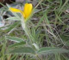 Argyrolobium pauciflorum