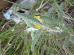 Argyrolobium pauciflorum