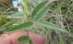 Argyrolobium pauciflorum