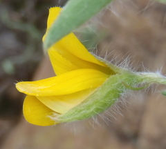 Argyrolobium pauciflorum