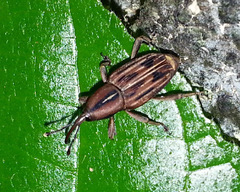 Rhabdoscelus lineaticollis