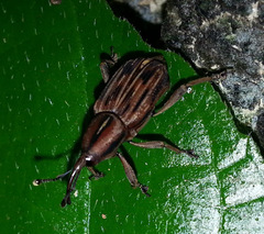 Rhabdoscelus lineaticollis