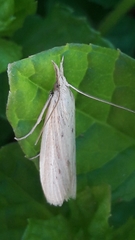 Ematheudes punctella