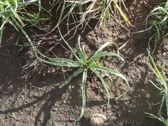 Ledebouria apertiflora