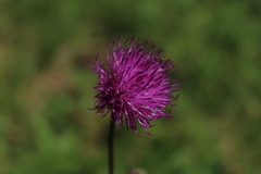 Cirsium pannonicum