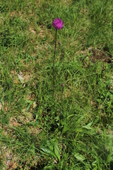 Cirsium pannonicum